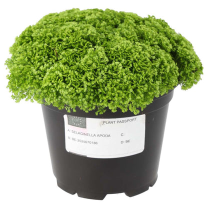 Meadow Spikemoss (Selaginella apoda)