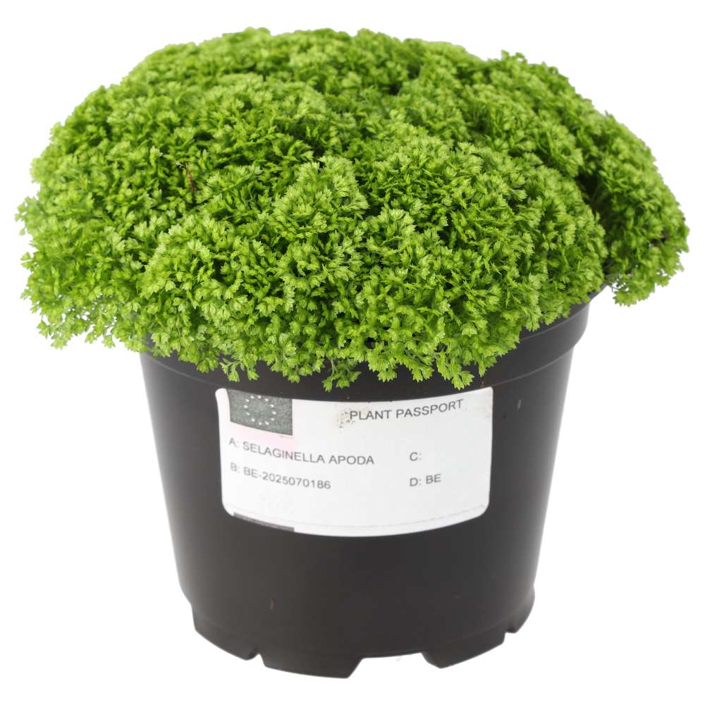 Meadow Spikemoss (Selaginella apoda)