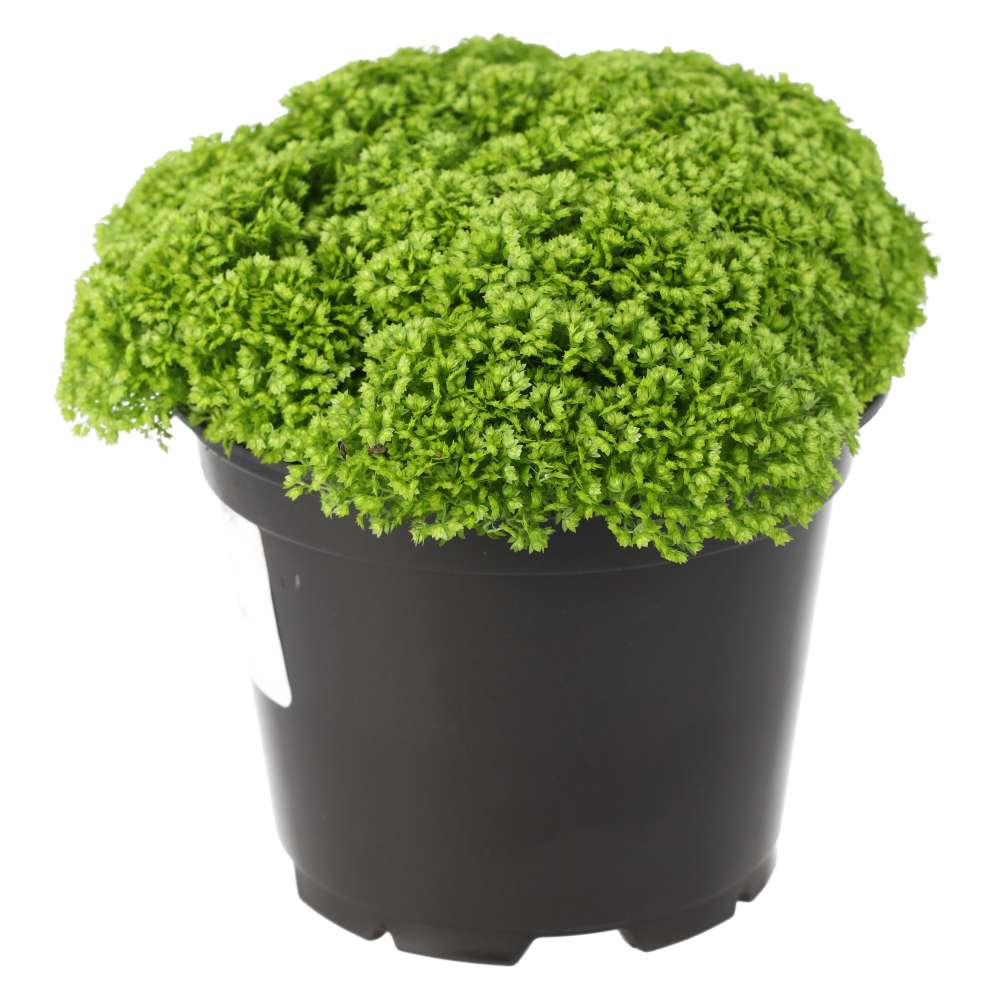 Meadow Spikemoss (Selaginella apoda)