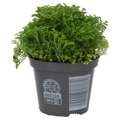 Meadow Spikemoss (Selaginella apoda)