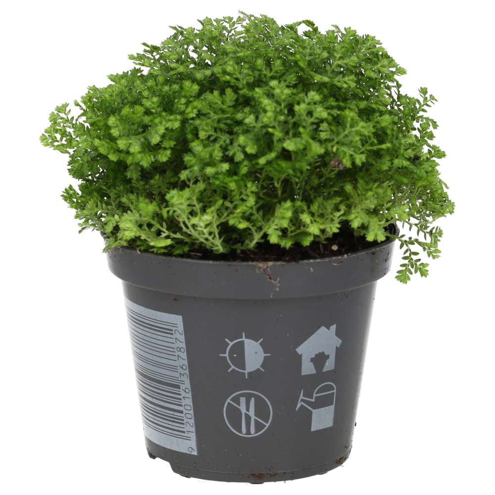 Meadow Spikemoss (Selaginella apoda)