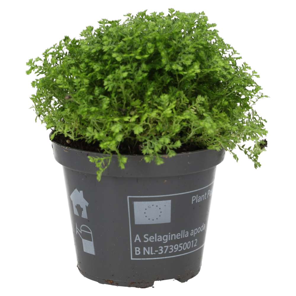 Meadow Spikemoss (Selaginella apoda)