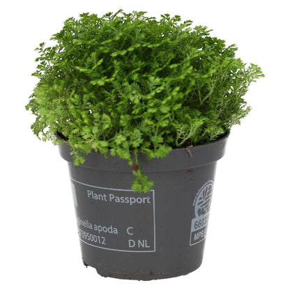 Meadow Spikemoss (Selaginella apoda)