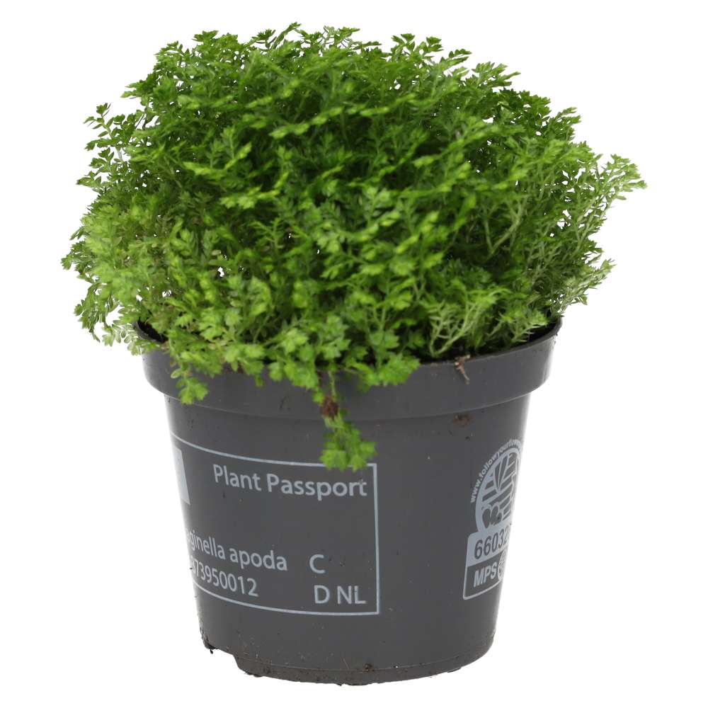 Meadow Spikemoss (Selaginella apoda)