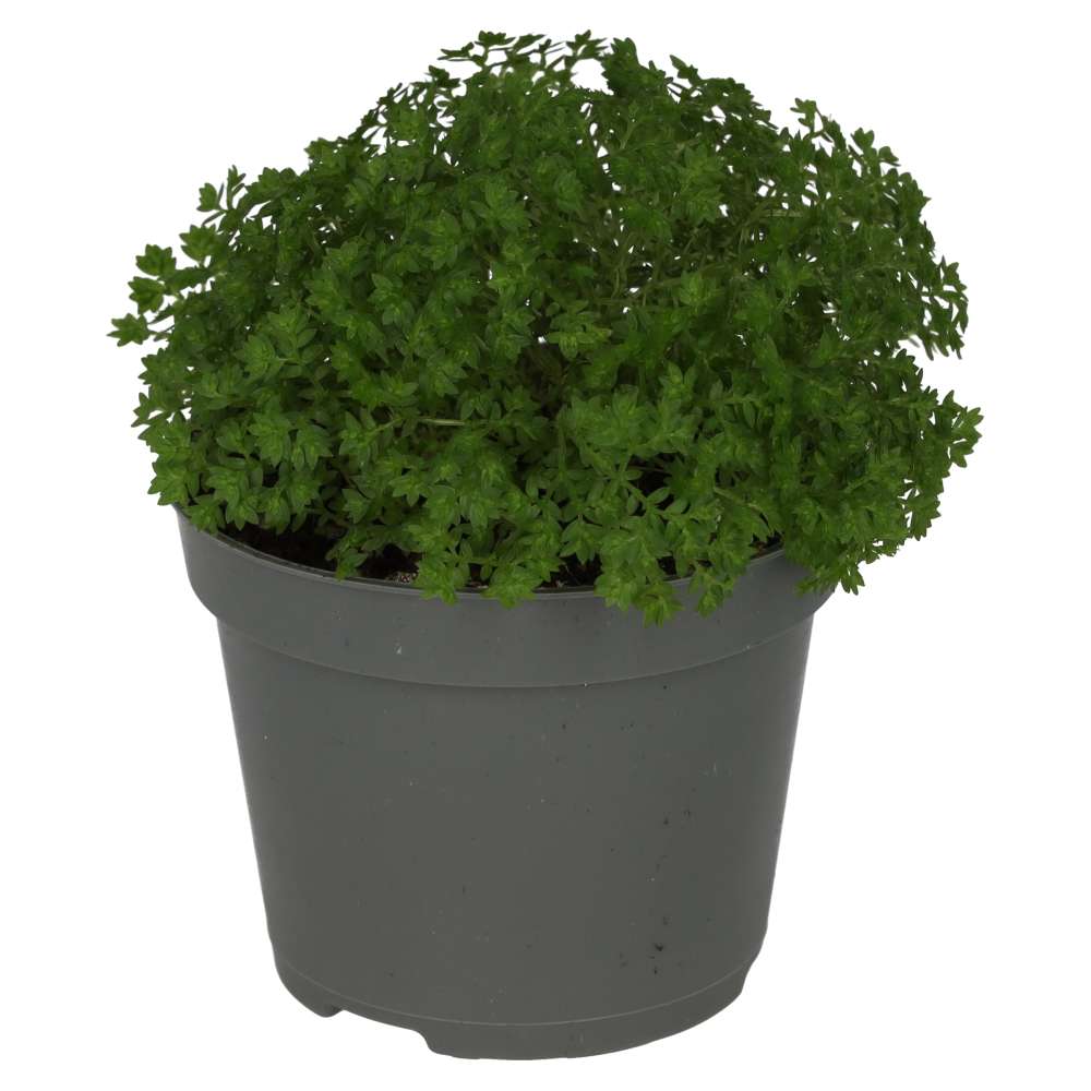 Meadow Spikemoss (Selaginella apoda)