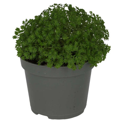 Meadow Spikemoss (Selaginella apoda)