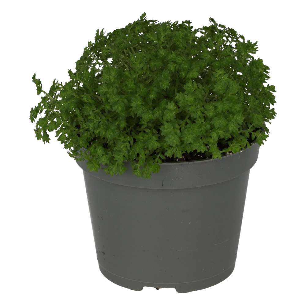 Meadow Spikemoss (Selaginella apoda)
