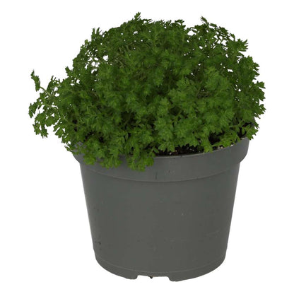 Meadow Spikemoss (Selaginella apoda)