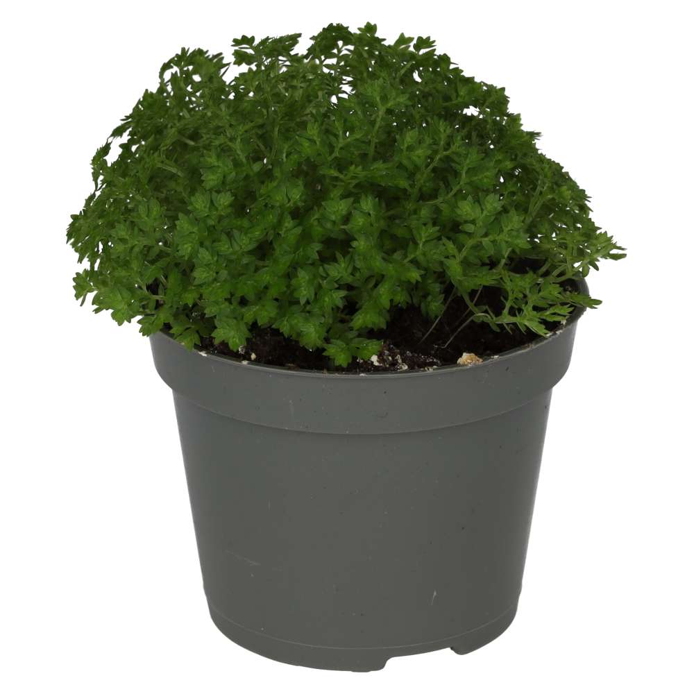 Meadow Spikemoss (Selaginella apoda)