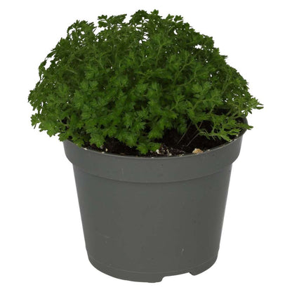 Meadow Spikemoss (Selaginella apoda)