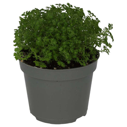 Meadow Spikemoss (Selaginella apoda)