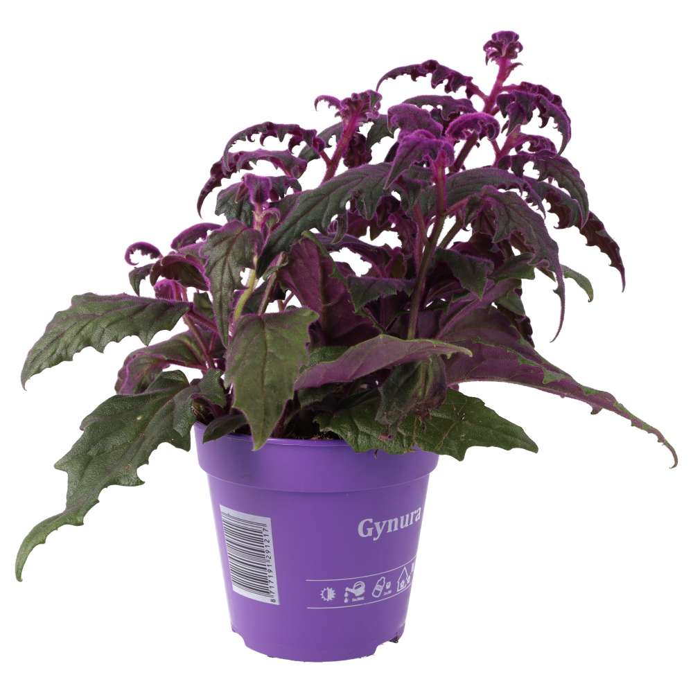 Purple Velvet Plant (Gynura aurantiaca)