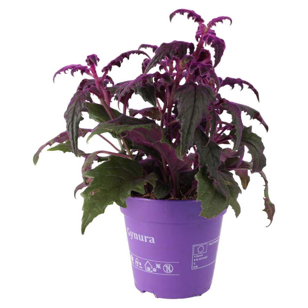 Purple Velvet Plant (Gynura aurantiaca)