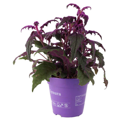 Purple Velvet Plant (Gynura aurantiaca)
