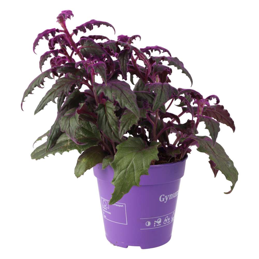 Purple Velvet Plant (Gynura aurantiaca)