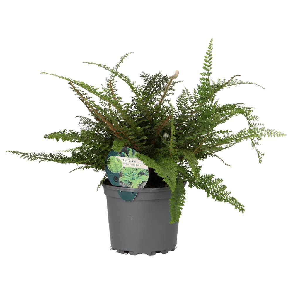 ProRep Philodendron campii Live Tropical Plant (Large)