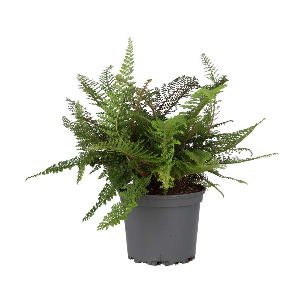 ProRep Philodendron campii Live Tropical Plant (Large)