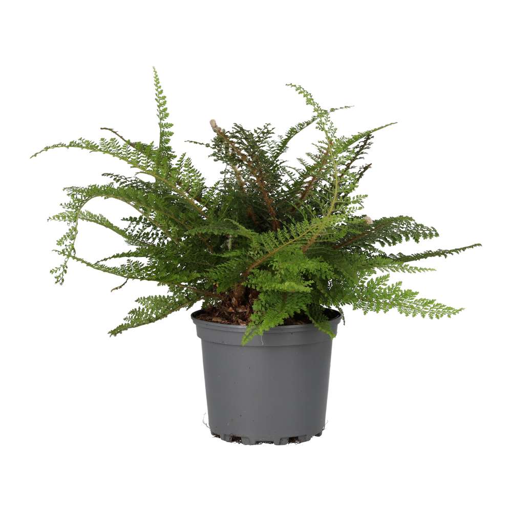 ProRep Philodendron campii Live Tropical Plant (Large)