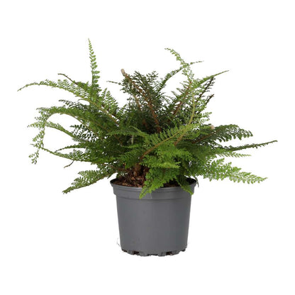 ProRep Philodendron campii Live Tropical Plant (Large)