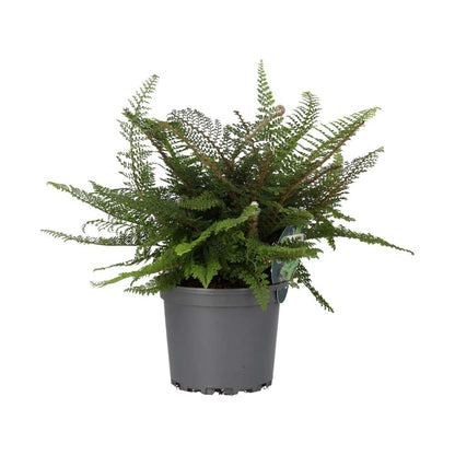 ProRep Philodendron campii Live Tropical Plant (Large)