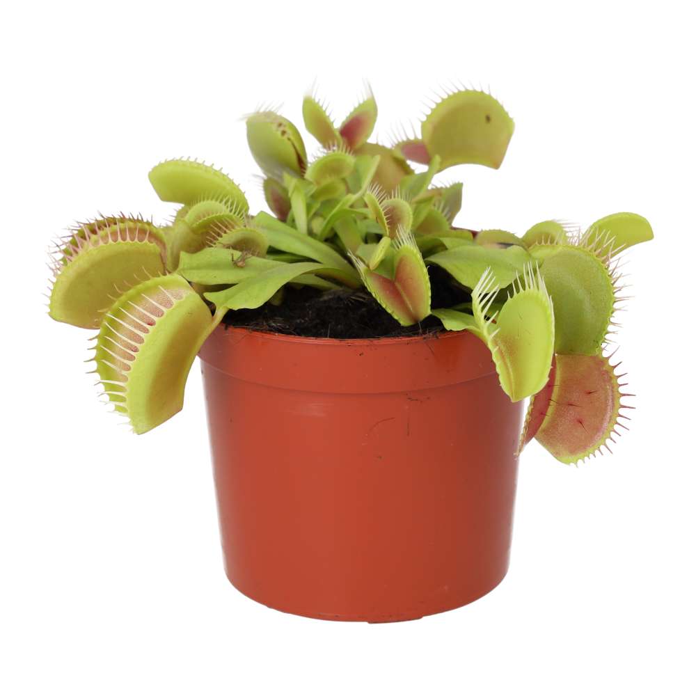 Venus Fly Trap (Dionaea muscipula)