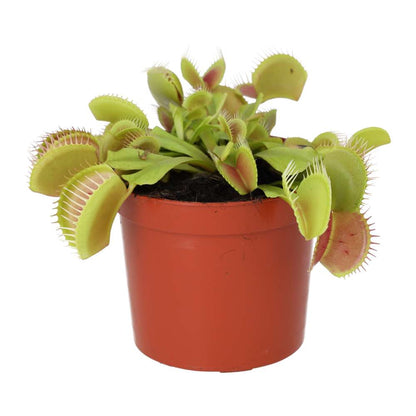 Venus Fly Trap (Dionaea muscipula)