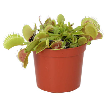 Venus Fly Trap (Dionaea muscipula)