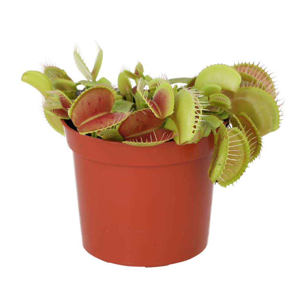 Venus Fly Trap (Dionaea muscipula)