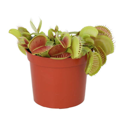 Venus Fly Trap (Dionaea muscipula)