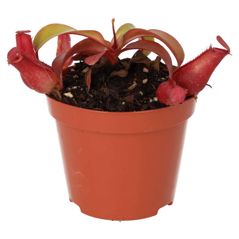Monkey Cups (Nepenthes sp.)