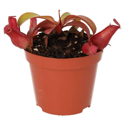 Monkey Cups (Nepenthes sp.)