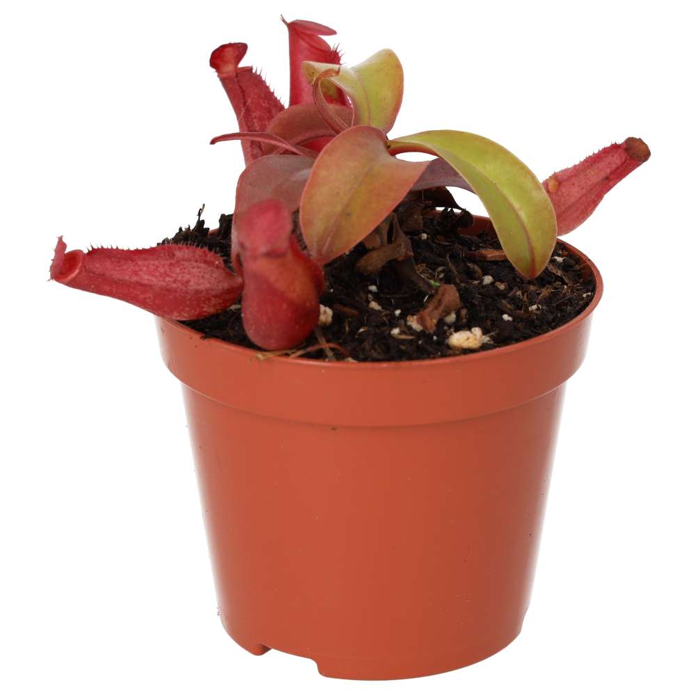 Monkey Cups (Nepenthes sp.)