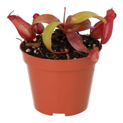 Monkey Cups (Nepenthes sp.)