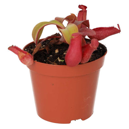 Monkey Cups (Nepenthes sp.)