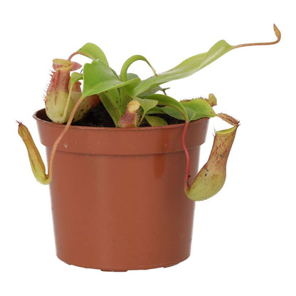 Monkey Cups 'Gaya' (Nepenthes sp.)