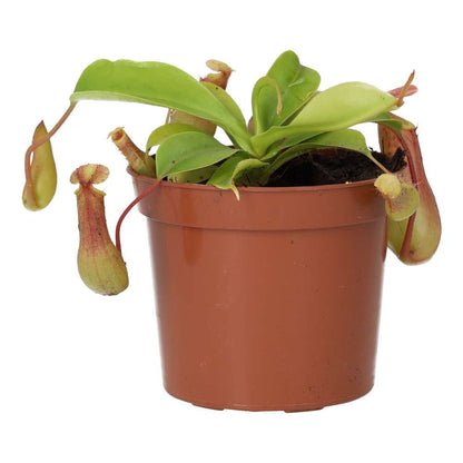 Monkey Cups 'Gaya' (Nepenthes sp.)