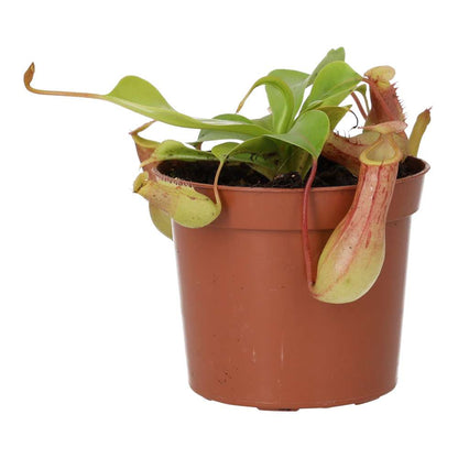 Monkey Cups 'Gaya' (Nepenthes sp.)