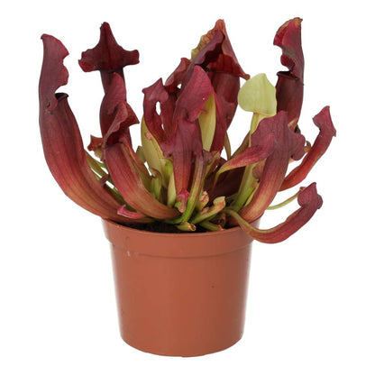 Trumpet Pitcher Plant (Sarracenia sp.)