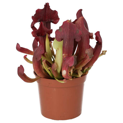 Trumpet Pitcher Plant (Sarracenia sp.)