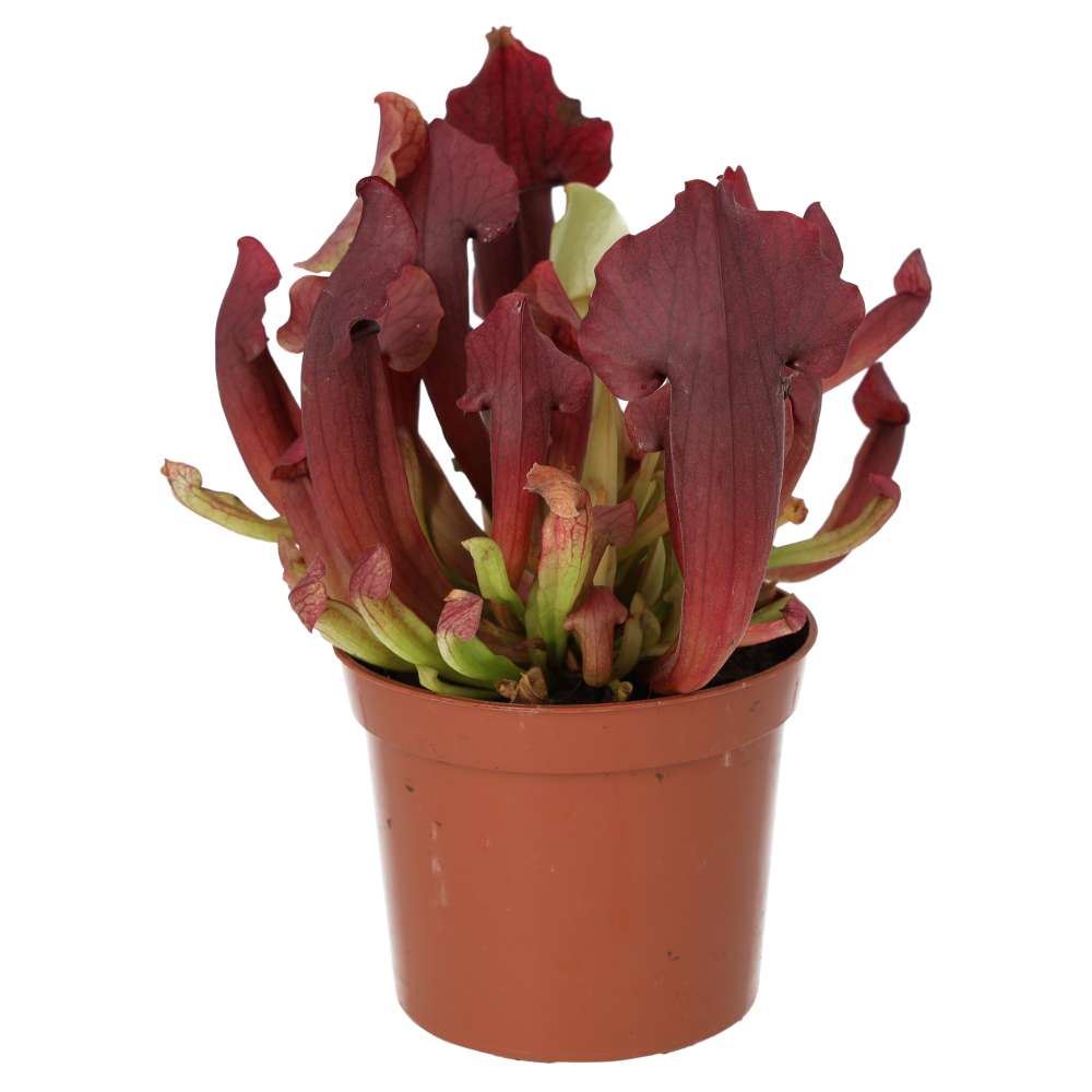 Trumpet Pitcher Plant (Sarracenia sp.)