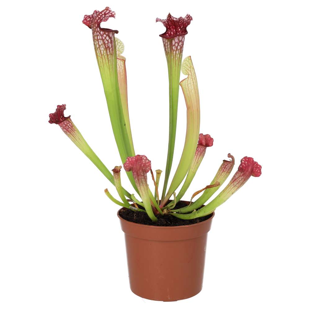 Trumpet Pitcher Plant 'Fiona' (Sarracenia sp.)