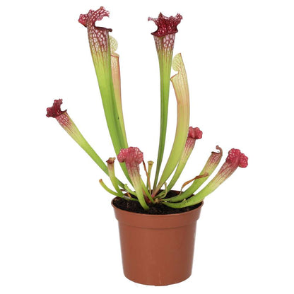 Trumpet Pitcher Plant 'Fiona' (Sarracenia sp.)