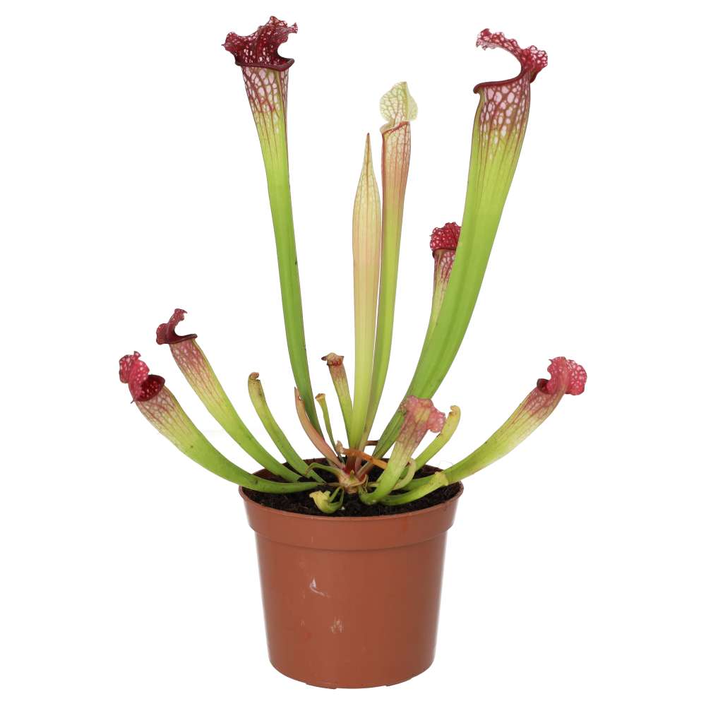 Trumpet Pitcher Plant 'Fiona' (Sarracenia sp.)