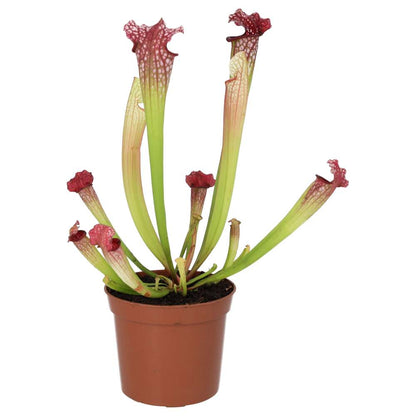 Trumpet Pitcher Plant 'Fiona' (Sarracenia sp.)