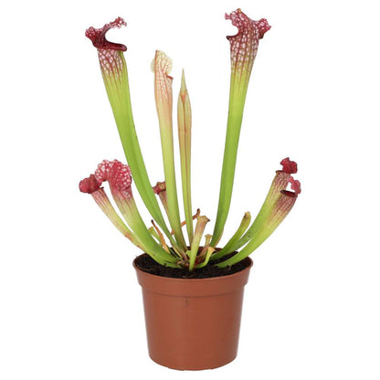 Trumpet Pitcher Plant 'Fiona' (Sarracenia sp.)