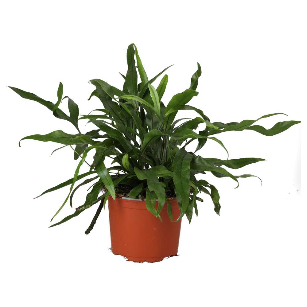 Kangaroo Fern (Microsorum diversifolium)