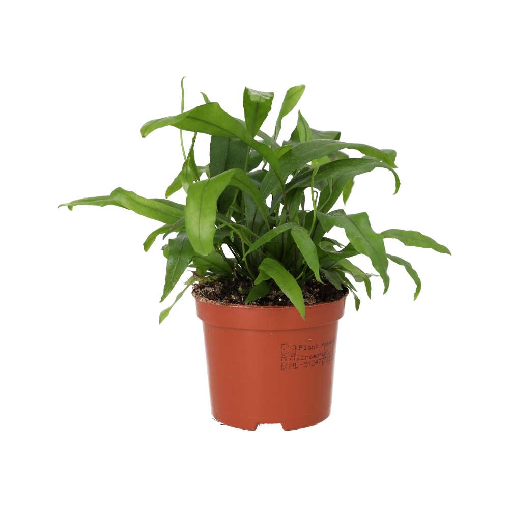 Kangaroo Fern (Microsorum diversifolium)