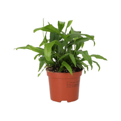 Kangaroo Fern (Microsorum diversifolium)