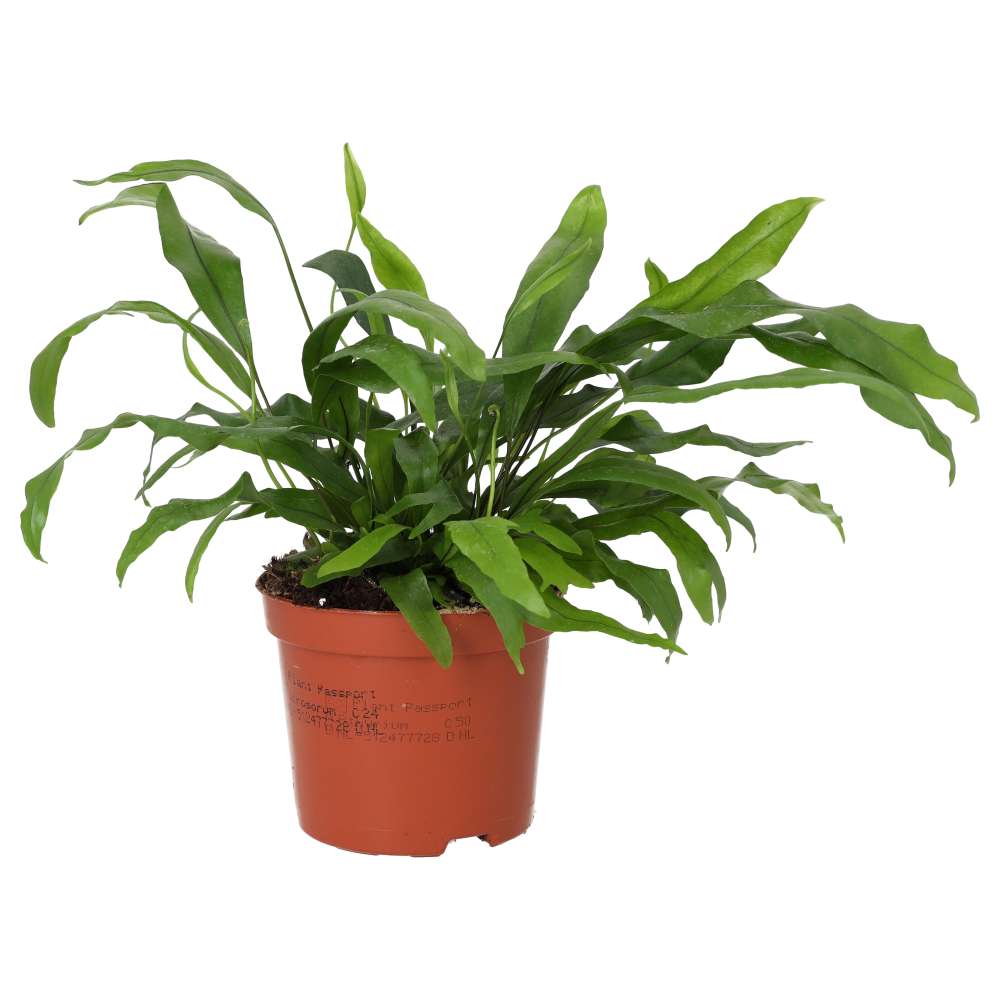 Kangaroo Fern (Microsorum diversifolium)