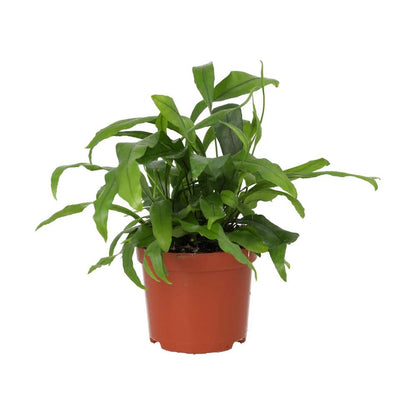Kangaroo Fern (Microsorum diversifolium)